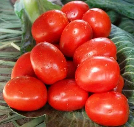 Tomate Descrierea Rio Grande și caracteristicile soiului, fotografie recenzii grădinari - eteplitsa (tomate) Tomate Descrierea Rio Grande și caracteristicile soiului, fotografie recenzii grădinari - eteplitsa