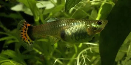 Cum guppy reproducere diluția particular (o guppy pereche) Cum este reproducerea caracteristicilor Guppy de reproducere