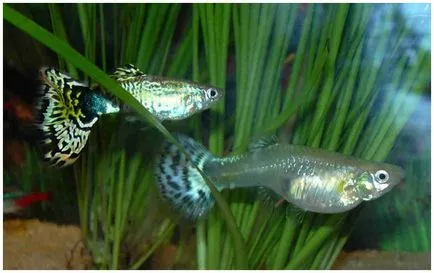 Cum (apare) guppy reproducere diluția special Cum este reproducerea caracteristicilor Guppy de reproducere
