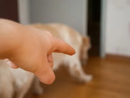 Cum de a preda un catelus si un caine adult într-o tavă