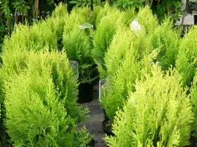 Thuja - soiuri de populare sunt propagate, grijulii, taiere artistice, foto și video (tundere) Thuja - soiuri de populare sunt propagate, grijulii, taiere artistice, foto și video