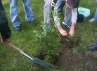 Thuja - plantare, îngrijire, vânzări