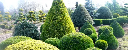 Thuja - soiuri de populare sunt propagate, grijulii, tăiere artistice, Foto & Video (art) Thuja - soiuri de populare sunt propagate, grijulii, taiere artistice, foto și video