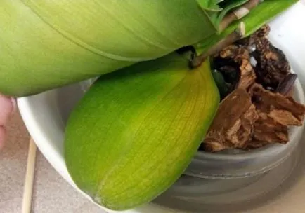 La Phalaenopsis orhidee galben frunze de informații generale, posibile cauze, ce să facă, cum să