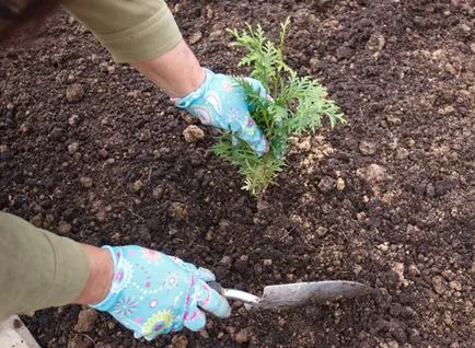 Thuja - soiuri de populare sunt propagate, grijulii, taiere artistice, foto și video (varietate) Thuja - soiuri de populare sunt propagate, grijulii, taiere artistice, foto și video