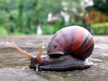 Melcul este un melc melc animale insectă este reptile