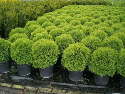 Thuja - soiuri de populare sunt propagate, grijulii, taiere artistice, foto și video (de îngrijire) Thuja - soiuri de populare sunt propagate, grijulii, taiere artistice, foto și video