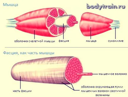 Formarea pentru un set de masa musculara