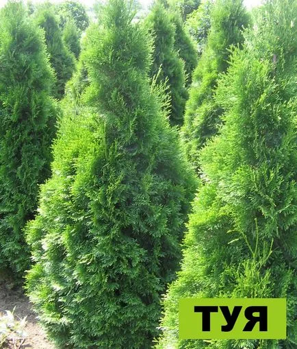 Thuja - plantare, îngrijire, vânzări