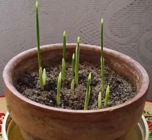 Cultivarea curmali din oasele de la sfaturi practice acasă de la experți