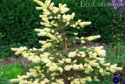 Cele mai bune tipuri de brazi soiuri ornamentale pentru cultivarea în grădină (tipuri de brazi) Tipuri de brazi soiuri ornamentale cele mai bune pentru cultivarea în grădină