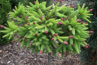Cele mai bune tipuri de brazi soiuri ornamentale pentru cultivarea în grădină (de acest tip au) Tipuri de brazi soiuri ornamentale cele mai bune pentru cultivarea în grădină