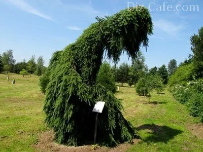Tipuri de brazii cele mai bune soiuri ornamentale pentru cultivarea în grădină (molid) Tipuri de brazi soiuri ornamentale cele mai bune pentru cultivarea în grădină
