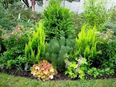 Cele mai bune tipuri de brazi soiuri ornamentale pentru cultivarea în grădină (de acest tip au) Tipuri de brazi soiuri ornamentale cele mai bune pentru cultivarea în grădină