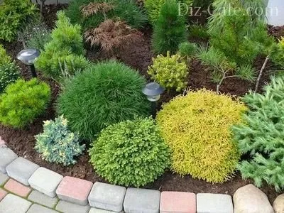 Cele mai bune tipuri de brazi soiuri ornamentale pentru cultivarea în grădină (Picea abies «Nidiformis») Tipuri de brazi soiuri ornamentale cele mai bune pentru cultivarea în grădină