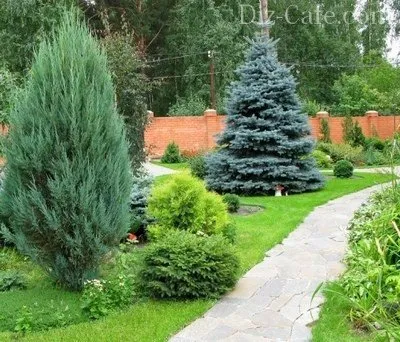 Cele mai bune tipuri de brazi soiuri ornamentale pentru cultivarea în grădină (vizualizări) Tipuri de brazi soiuri ornamentale cele mai bune pentru cultivarea în grădină