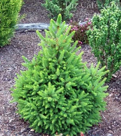 Cele mai bune tipuri de brazi soiuri ornamentale pentru cultivarea în grădină (de acest tip au) Tipuri de brazi soiuri ornamentale cele mai bune pentru cultivarea în grădină