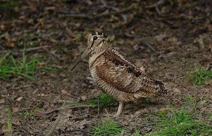 Woodcock - noapte pasăre