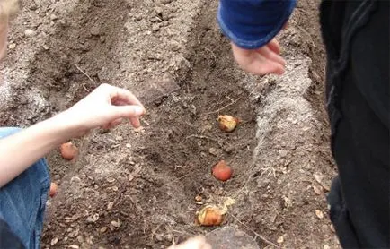 Cultivarea trandafiri în seră - și forțare perioada de înflorire (seră) Cultivarea trandafiri în seră - și forțând perioada de înflorire