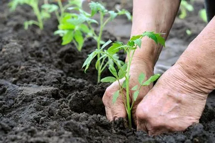 Transplantarea de tomate în sol deschis de plantare și plantate ca și roșii sub formă de semințe de plantare (deschis) Transplantarea de plantare de tomate în teren deschis, și cum să planteze roșii, cum să planteze semințele