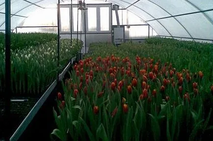 Cultivarea trandafiri în seră - și forțând perioada de înflorire (forțând) Cultivarea trandafiri în seră - și forțând perioada de înflorire