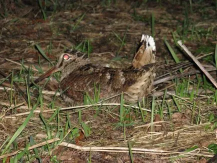 Woodcock - noapte pasăre