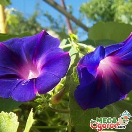 Cultivarea Ipomoea semințelor (cultivare) Cultivarea din semințe de glorie dimineata