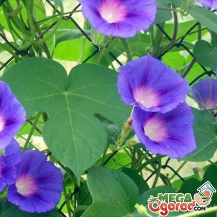 Cultivarea Ipomoea semințelor (cultivare) Cultivarea din semințe de glorie dimineata