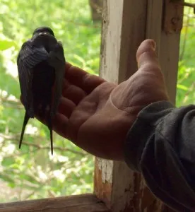 Bine sau rău augur - în cazul în care casa a zburat într-o pasăre - ce să facă în cazul în care o pasare a zburat pe fereastră,
