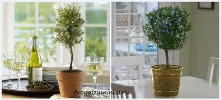houseplants rășinoase alternative in miniatura unui copac viu de Crăciun