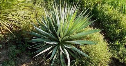 Yucca - îngrijire la domiciliu, propagare și transplantare