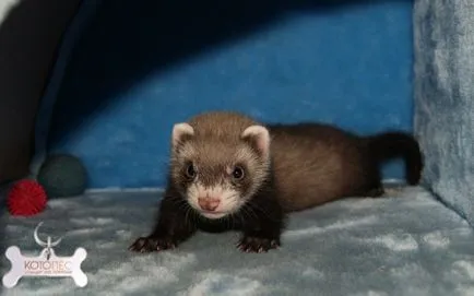 Ferret de întreținere acasă, îngrijire și nutriție