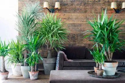 Yucca - îngrijire la domiciliu, propagare și transplantare