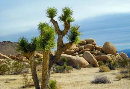 Yucca - îngrijire la domiciliu, propagare și transplantare