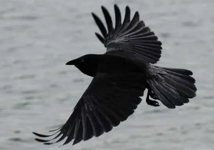 Bird a zburat în casă - un semn al unui bine-cunoscut, deci ce înseamnă