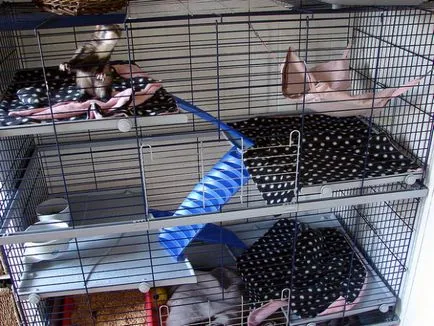 Weasel în îngrijire la domiciliu, conținutul, boala de bază (conținut de condițiile de acasă dihor de boală la domiciliu gravidă îngrijire plat) Nevăstuică în îngrijire la domiciliu, de conținut, boala de bază