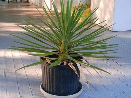 Yucca - îngrijire la domiciliu, propagare și transplantare