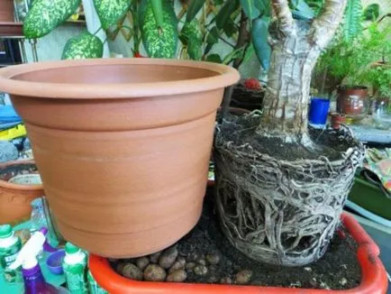 Yucca - îngrijire la domiciliu, propagare și transplantare