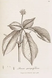Ginseng - este