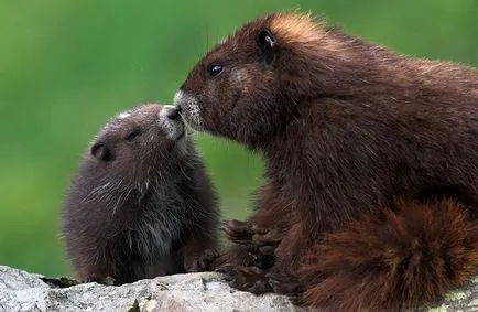 groundhog animale