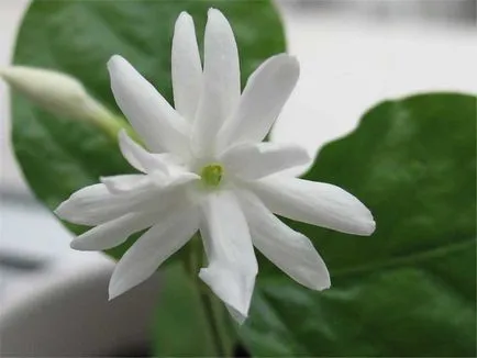 Jasmine cameră de flori