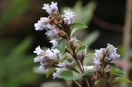 10 planta cea mai rara înflorire, care este interesant! (plante) 10 planta cea mai rara înflorire, care este interesant!