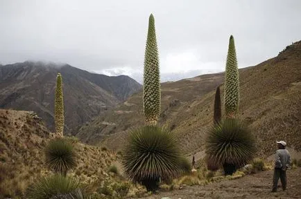 10 planta cea mai rara înflorire, care este interesant! (metri picioare lungi) 10 planta cea mai rara înflorire, care este interesant!