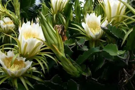 10 planta cea mai rara înflorire, care este interesant! (metri picioare lungi) 10 planta cea mai rara înflorire, care este interesant!