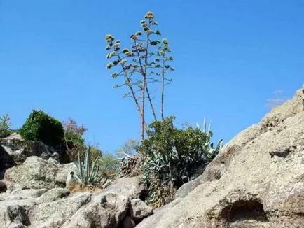 10 planta cea mai rara înflorire, care este interesant! (metri picioare lungi) 10 planta cea mai rara înflorire, care este interesant!