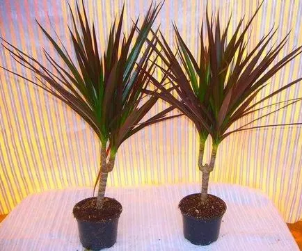10 Reguli pentru îngrijirea plantelor de interior (dreptul de îngrijire pentru plante de apartament) 10 Reguli pentru îngrijirea plantelor de interior
