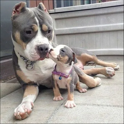 20 pui Funny cu mamele lor iubitoare (mamele lor iubitoare) 20 pui Funny cu mamele lor iubitoare