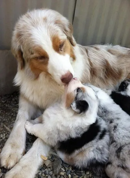 20 pui amuzant pentru mamele lor iubitoare (iubitoare) 20 pui Funny cu mamele lor iubitoare