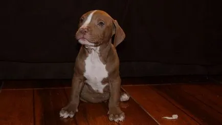 6 sfaturi pentru a educa pitbull