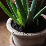 Aloe vera de îngrijire a plantelor și de creștere la domiciliu